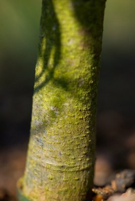 Fagus sylvatica 'Mercedes' - buk lesní - kůra